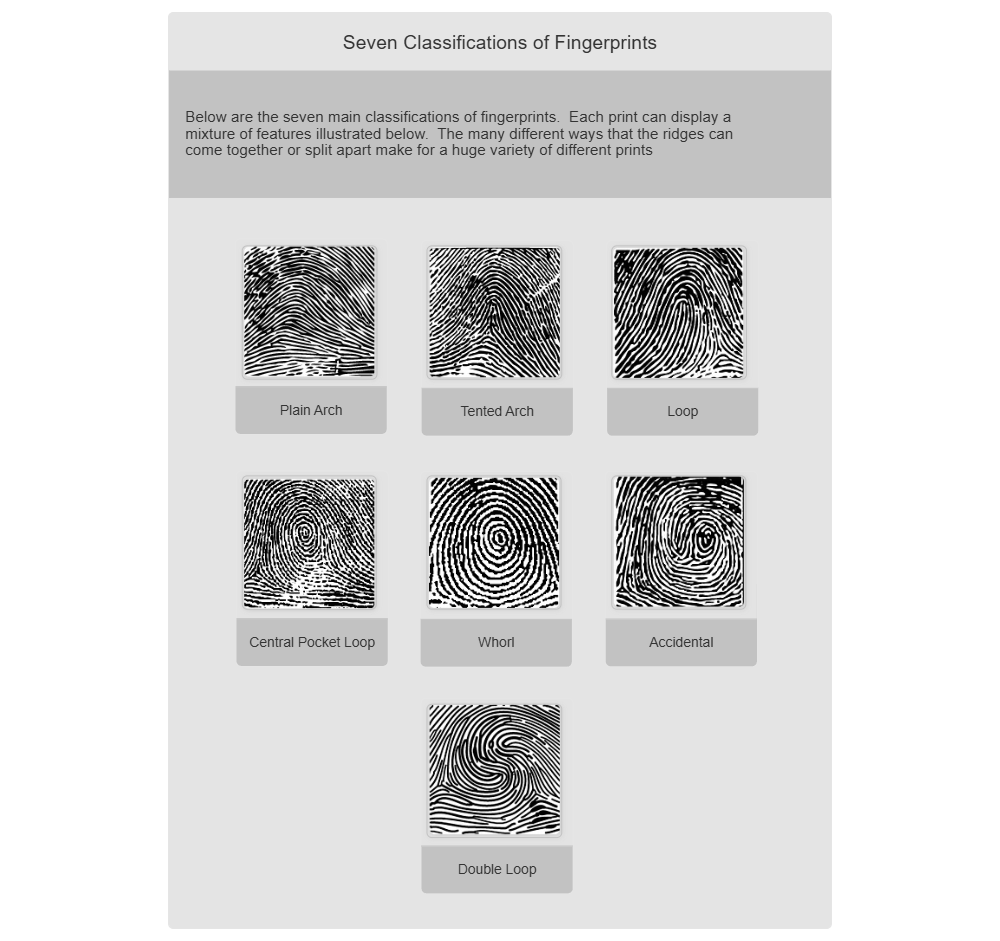 Example Image: Fingerprint Classifications